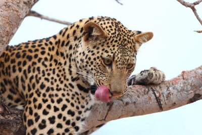 Fototapete Getüpfelter Leopard beim Ablecken