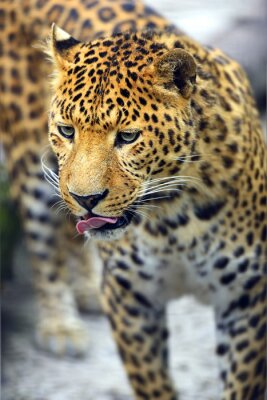Fototapete Getüpfelter Leopard im Zoo