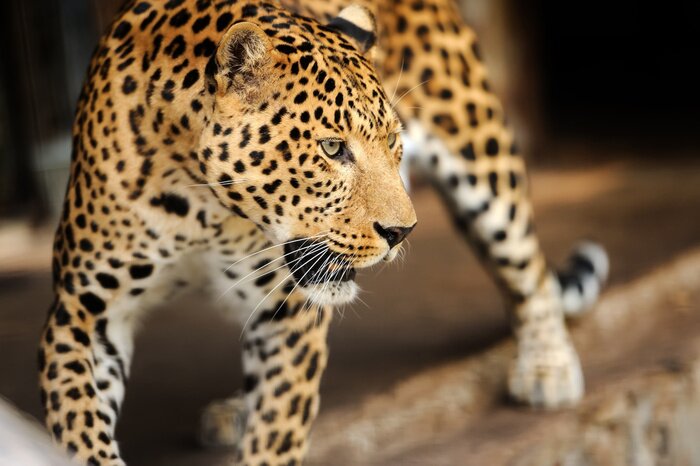 Fototapete Getüpfelter Leopard im Zoo