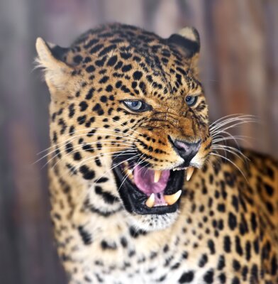 Fototapete Getüpfelter Leopard mit Eckzähnen