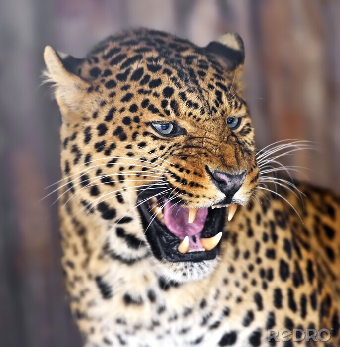 Fototapete Getüpfelter Leopard mit Eckzähnen