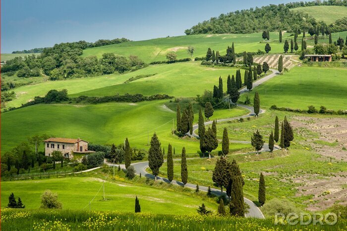 Fototapete Gewundener Pfad durch Felder der Toskana