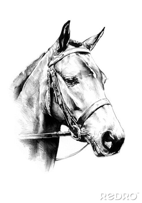 Fototapete Gezeichnetes porträt eines pferdes