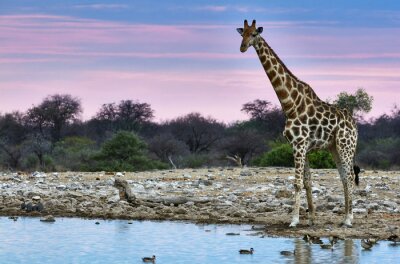 Giraffe an einer Wasserstelle