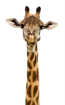 Giraffe aus nächster Nähe auf Foto