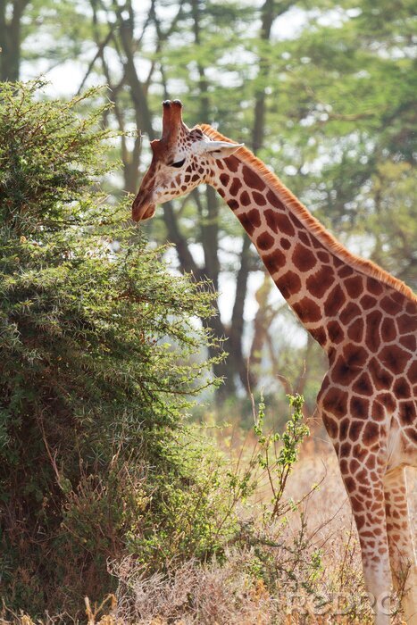 Fototapete Giraffe frisst Blätter von Bäumen