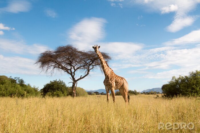 Fototapete Giraffe im Ruaha-Nationalpark