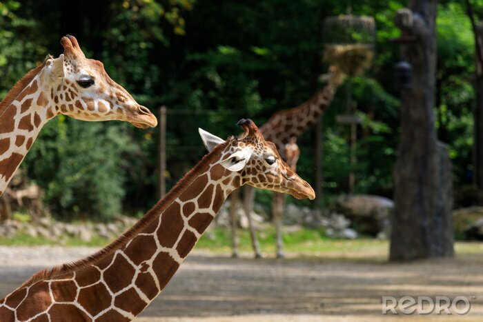 Fototapete Giraffe im Sommer im Zoo