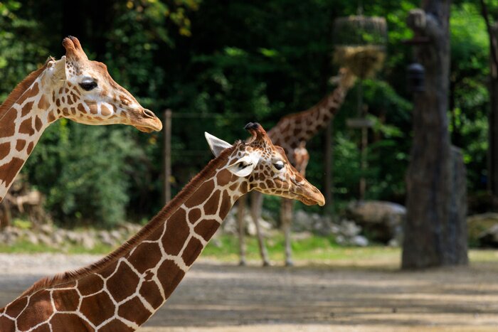Fototapete Giraffe im Sommer im Zoo