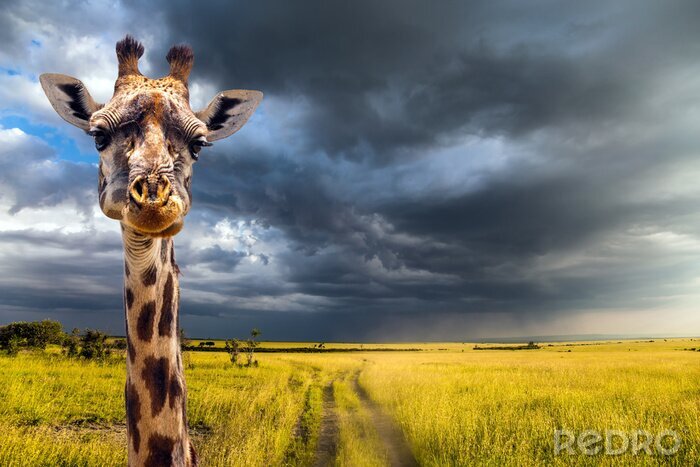 Fototapete Giraffe im Sturm