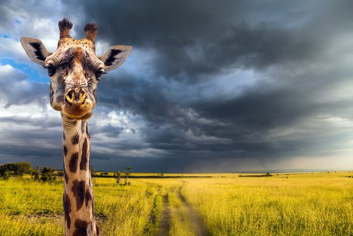 Fototapete Giraffe im Sturm