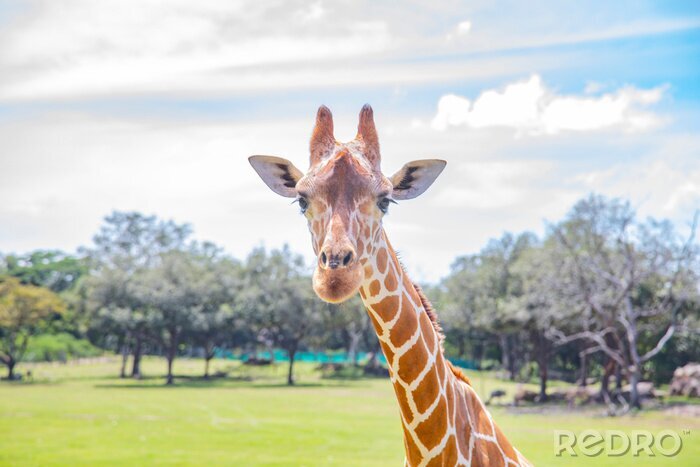 Fototapete Giraffe im Zoo