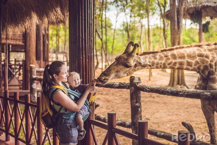 Fototapete Giraffe im Zoo an einem Sommertag