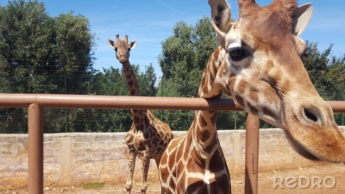 Fototapete Giraffe im Zoo - Nahaufnahme
