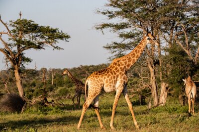 Fototapete Giraffe in einem Nationalpark