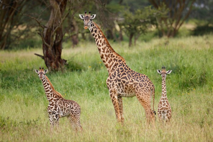 Fototapete Giraffe mit ihren Kindern
