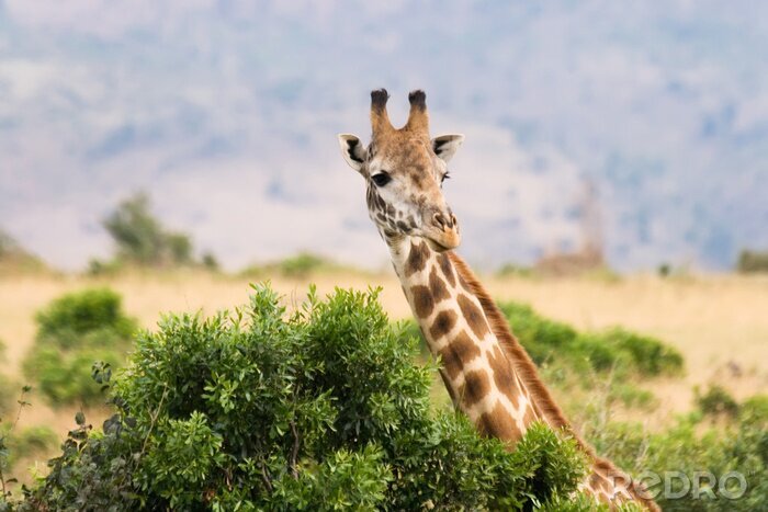 Fototapete Giraffe und bush
