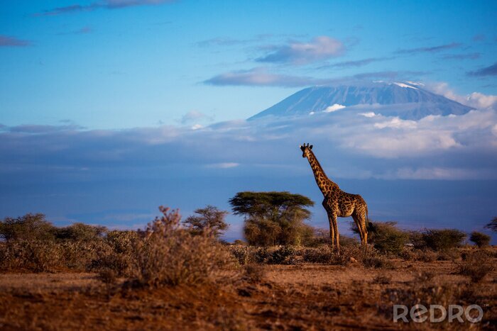 Fototapete Giraffe vor dem Hintergrund des Kilimandscharo