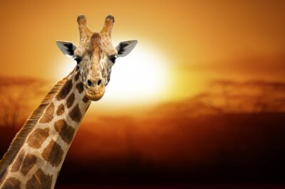Giraffe vor dem Hintergrund des Sonnenuntergangs