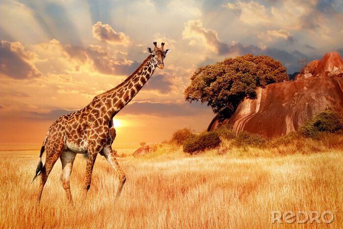 Fototapete Giraffe vor dem Hintergrund von Serengeti