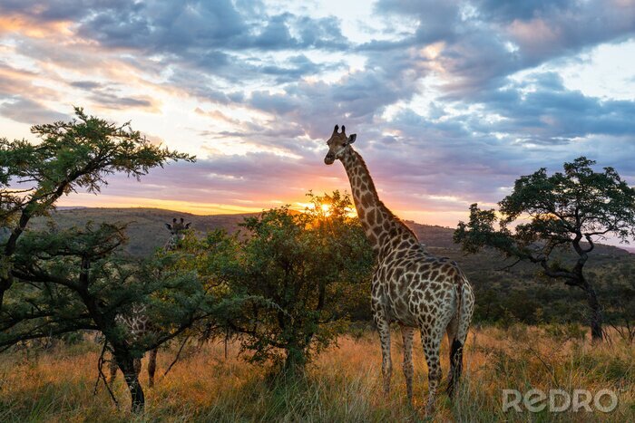 Fototapete Giraffe vor der untergehenden Sonne