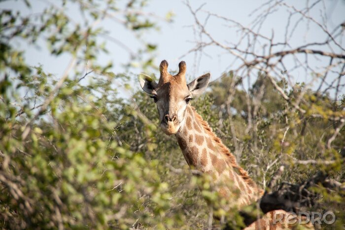 Fototapete Giraffe zwischen Zweigen