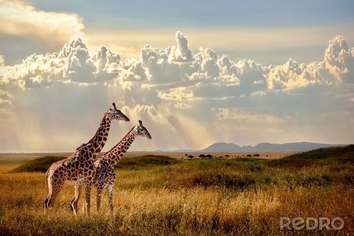 Fototapete Giraffen auf Safari