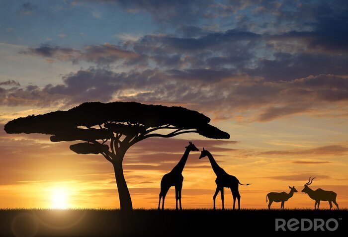 Fototapete Giraffen bei Sonnenuntergang