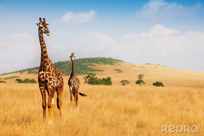 Fototapete Giraffen, die auf trockenem Gras laufen