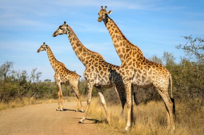 Giraffen, die die Straße überqueren