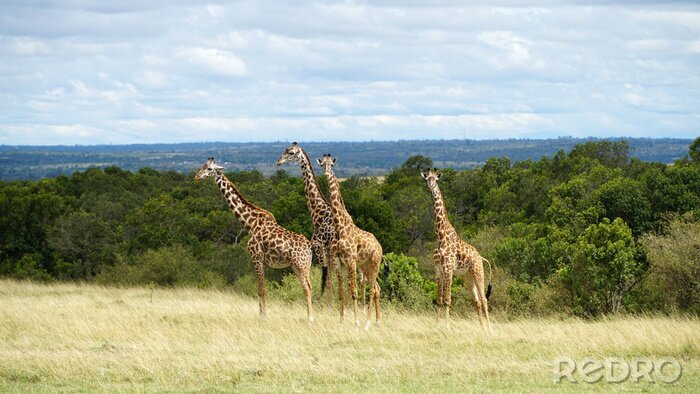 Fototapete Giraffen im Kenia-Nationalpark