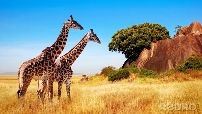 Fototapete Giraffen im malerischen Tansania