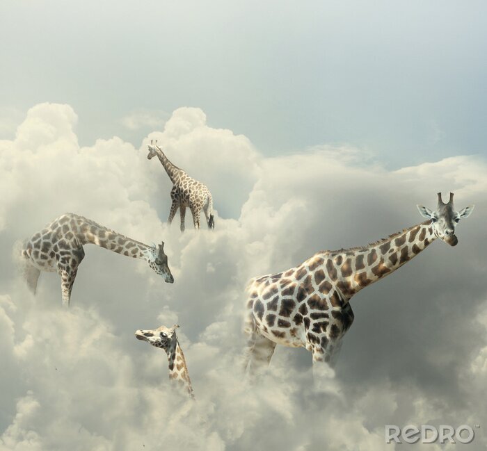 Fototapete Giraffen in den Wolken Surrealismus