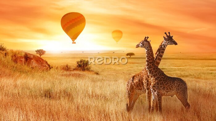 Fototapete Giraffen in der afrikanischen Savanne vor dem Hintergrund eines Sonnenuntergangs