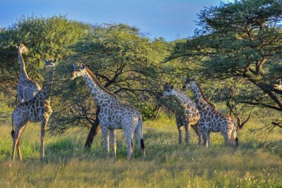 Fototapete Giraffen in einem Reservat in Namibia