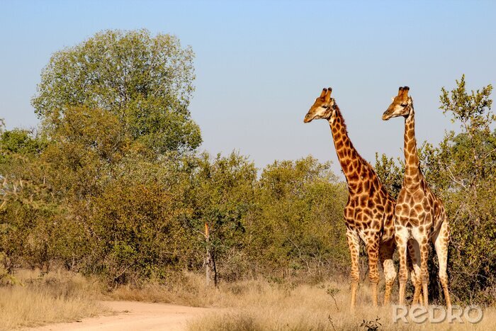 Fototapete Giraffen in grünen Bäumen