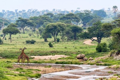Fototapete Giraffen in Tansania in Afrika