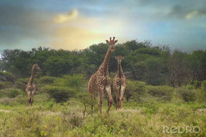 Fototapete Giraffen mit schönem Afrika im Hintergrund