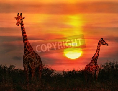 Fototapete Giraffen und Sonnenuntergang