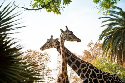 Fototapete Giraffenköpfe in Baumkronen