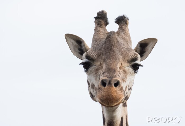 Fototapete Giraffenkopf auf blauem Hintergrund