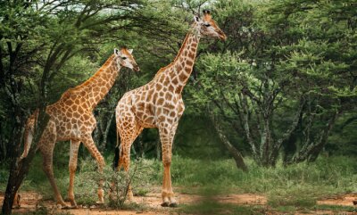Fototapete Giraffenpaar gegen mit Pflanzen im Hintergrund