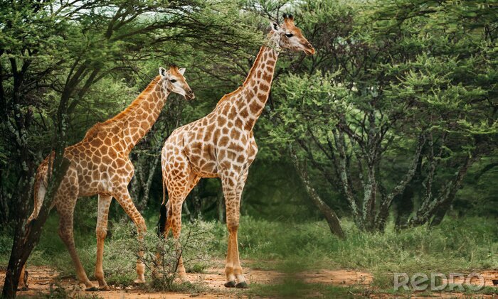 Fototapete Giraffenpaar gegen mit Pflanzen im Hintergrund