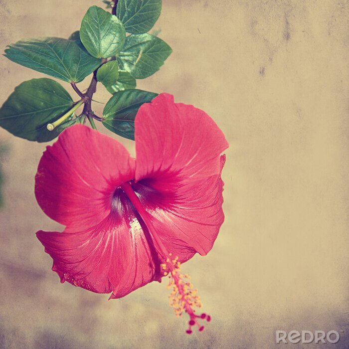 Fototapete Glänzende Blume