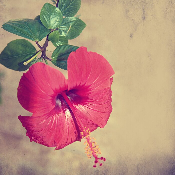 Fototapete Glänzende Blume