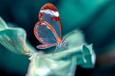 Fototapete Glasflügelfalter Schmetterling auf einer grünen Pflanze sitzend