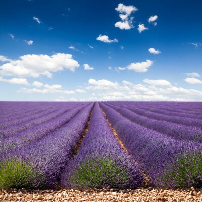 Fototapete Gleiche Reihen von Lavendel-Stecklingen