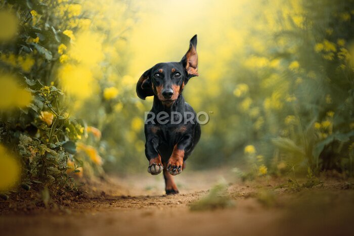 Fototapete Glücklicher Dackel läuft im Feld inmitten von gelben Blumen