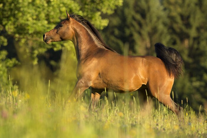 Fototapete Glückliches Tier auf der Wiese