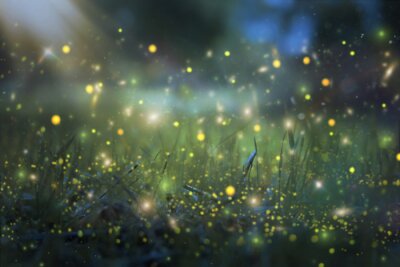 Fototapete Glühwürmchen am Gras